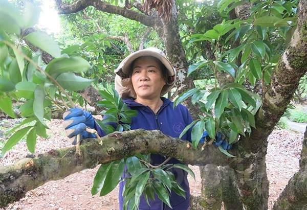 HƯỚNG DẪN  Các biện pháp hạn chế và xử lý lộc đông cho cây Vải 