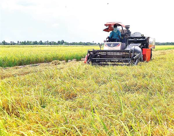 Xã Hà Bắc tăng cường chỉ đạo thu hoạch lúa Mùa và gieo trồng cây vụ Đông 2025 - 2026