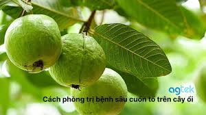 HƯỚNG DẪN Về một số biện pháp phòng trừ dịch hại trên cây ổi