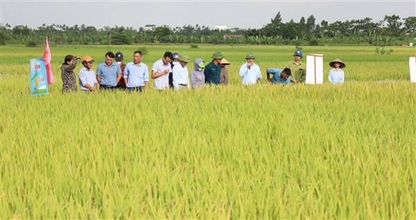 Xã Hà Bắc: Hội nghị đánh giá kết quả mô hình trình diễn giống lúa thuần chất lượng T58 vụ mùa năm 2026 tại thôn Hải Yến