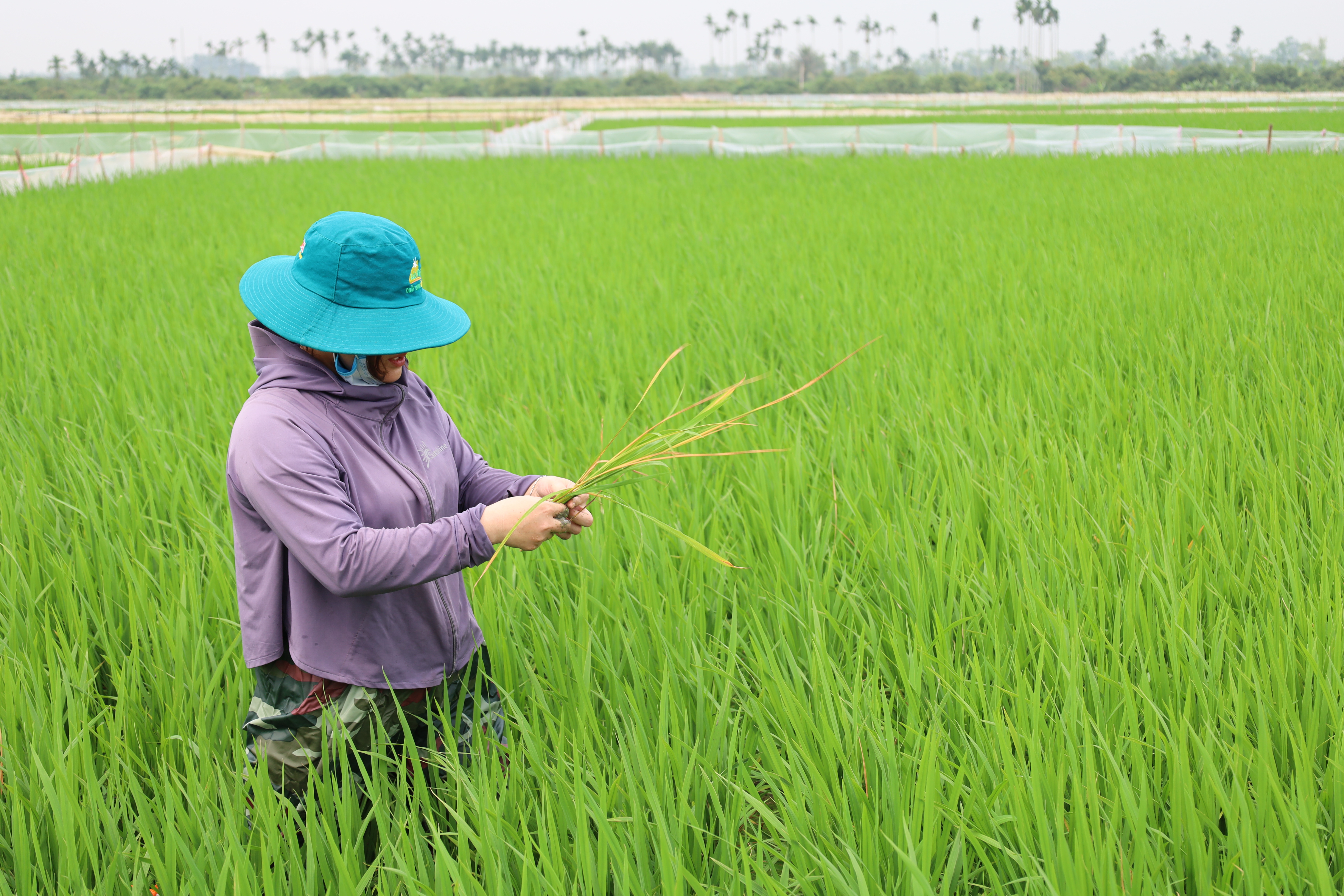 Hình ảnh cánh đồng Thôn Quan Khê xã Hà Bắc