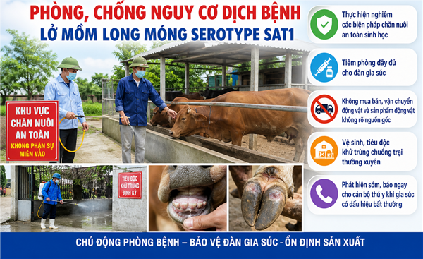 Xã Hà Bắc chủ động phòng, chống nguy cơ dịch bệnh lở mồm long móng serotype SAT1