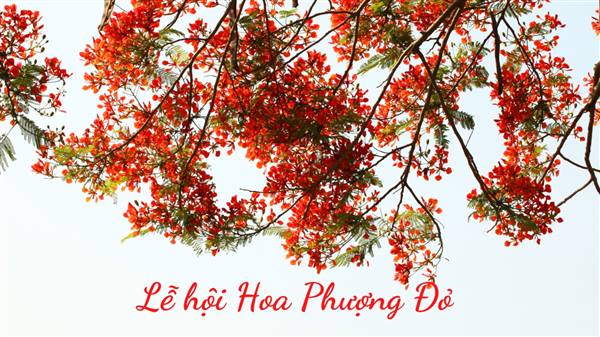 Chuỗi hoạt động về đêm đặc sắc dịp Lễ hội Hoa Phượng Đỏ - Hải Phòng 2026