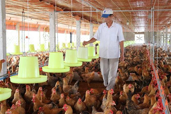Kế hoạch tập huấn kỹ thuật chăn nuôi gà thương phẩm an toàn sinh học, áp dụng
VietGAHP, ứng dụng công nghệ cao, tự động hóa” trên địa bàn xã Hà Bắc năm 2026
