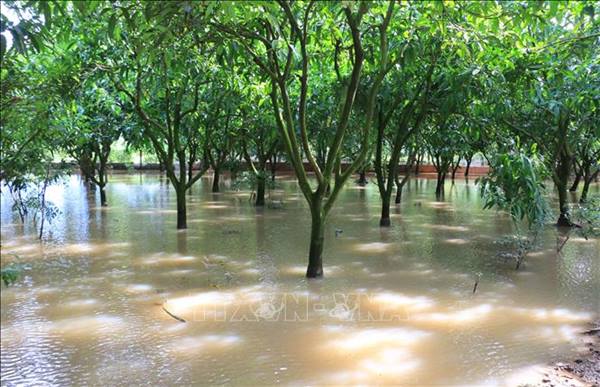 Kế hoạch tập huấn, hướng dẫn các biện pháp phục hồi cây trồng sau ngập úng
trên địa bàn xã Hà Bắc năm 2026