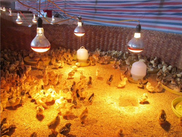Phòng chống rét cho vật nuôi, cây trồng