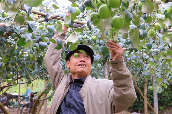 Ông Đượng thành công với mô hình trồng táo T5 bán dịp Tết