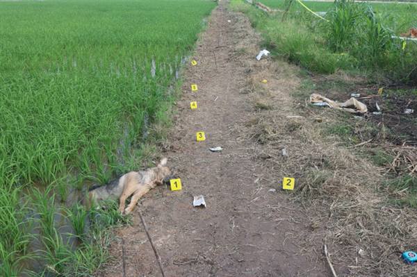 Tuyệt đối không dùng điện để bẫy chuột, kích cá