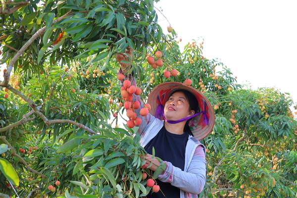 Hà Đông tổ chức hội nghị thúc đẩy tiêu thụ vải thiều và sản phẩm OCOP năm 2026