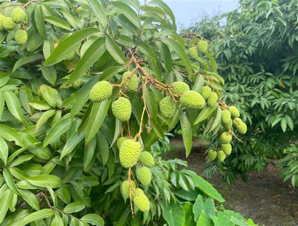 KHUYẾN CÁO CHĂM SÓC VẢI KHI THỜI TIẾT MƯA NHIỀU