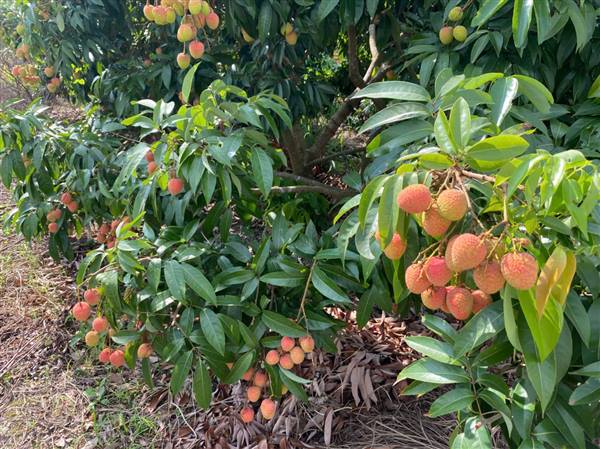 Xã Hà Nam khuyến cáo chăm sóc và phòng trừ sâu bệnh hại trên lúa xuân và cây ăn quả