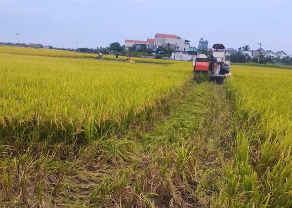 Xã Hà Tây tập trung mọi nguồn lực, sẵn sàng bước vào thu hoạch lúa vụ xuân năm 2026