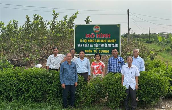Ra mắt tổ hội nông dân nghề nghiệp sản xuất và tiêu thụ ổi an toàn tại thôn Tứ Cường, xã Hà Tây