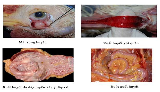 benh-tich-benh-cum-ga1