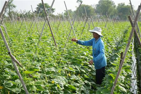 Tăng cường chỉ đạo, chăm sóc và bảo vệ sản xuất vụ Đông Xuân 2025-2026