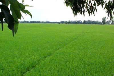 Tập trung cao phòng trừ sâu cuốn lá nhỏ lứa 6