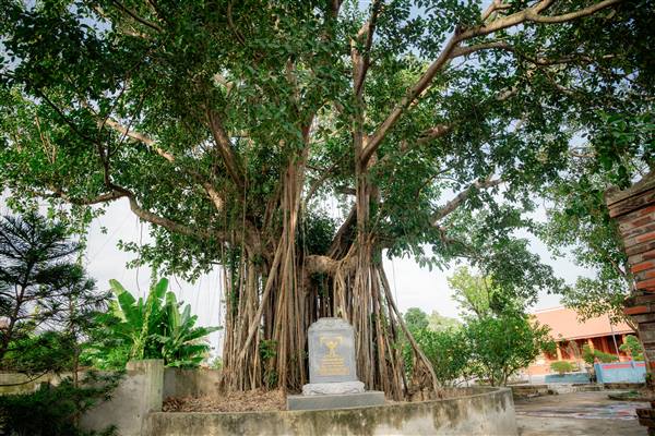 04 cây đa di sản Việt Nam