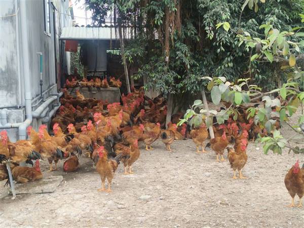 Ban Thường vụ Hội Nông dân phường Hồng An thăm, khảo sát thực tế một số mô hình phát triển kinh tế của hội viên nông dân