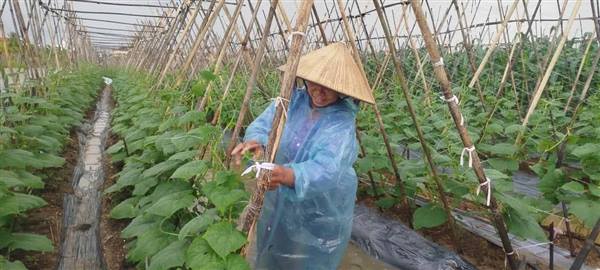 HỒNG CHÂU QUAN TÂM CHỈ ĐẠO SẢN XUẤT VỤ ĐÔNG XUÂN NĂM 2025  - 2026.