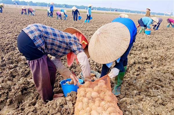 HỒNG CHÂU MỞ RỘNG DIỆN TÍCH TRỒNG CÂY VỤ ĐÔNG  MUỘN
