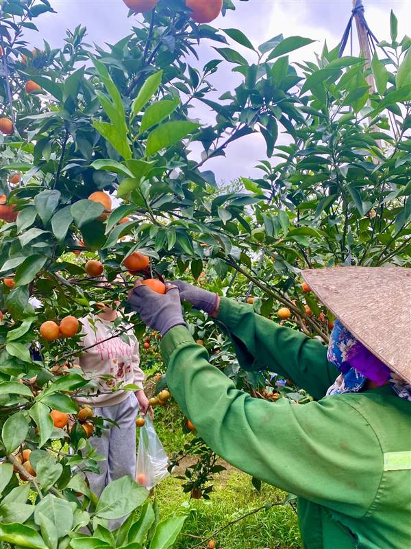 Động lực phát triển du lịch xanh
