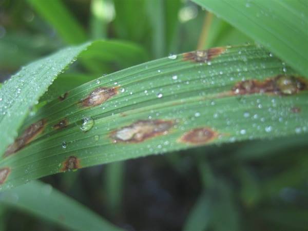 TRUNG TÂM DỊCH VỤ SỰ NGHIỆP CÔNG XÃ HỒNG CHÂU HƯỚNG DẪN BIỆN PHÁP CHĂM SÓC VÀ PHÒNG TRỪ DỊCH HẠI TRÊN LÚA VỤ XUÂN NĂM 2026