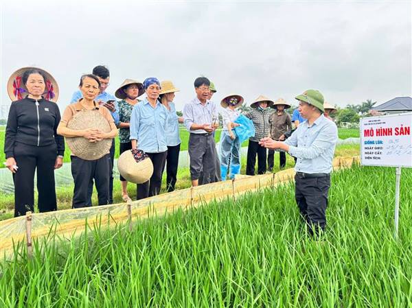 HỒNG CHÂU TỔ CHỨC TẬP HUẤN ĐẦU BỜ KỸ THUẬT CHĂM SÓC VÀ PHÒNG TRỪ SÂU BỆNH TRÊN LÚA VỤ XUÂN 2026