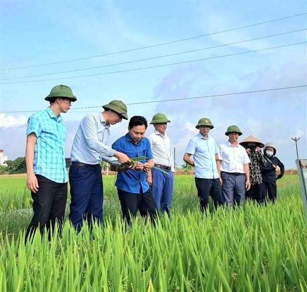 Lãnh đạo xã Hồng Châu kiểm tra sản xuất nông nghiệp vụ xuân 2026
