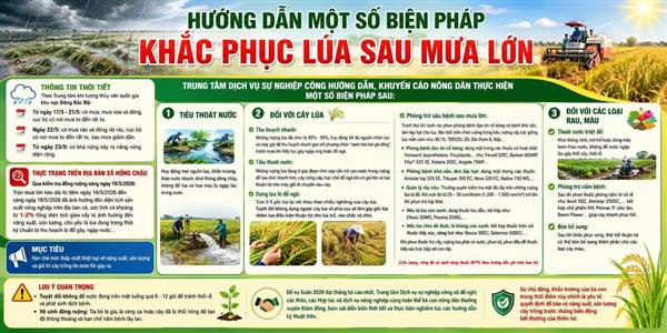 HƯỚNG DẪN MỘT SỐ BIỆN PHÁP KHẮC PHỤC LÚA SAU MƯA LỚN