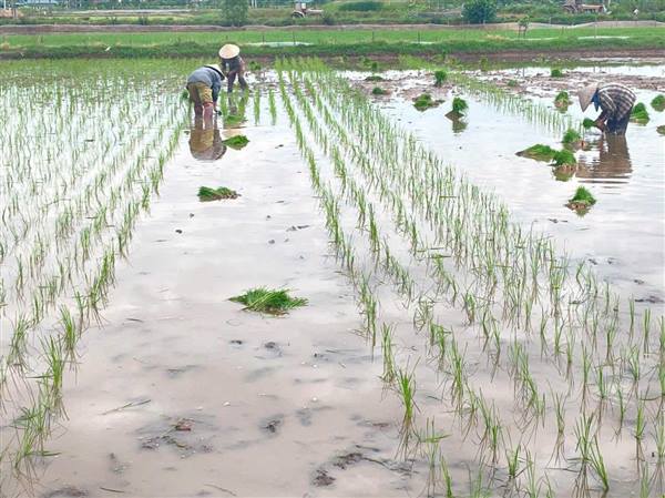Nông dân xã Hồng Châu tập trung đẩy nhanh tiến độ sản xuất vụ mùa 2026