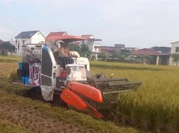 Nhân dân xã Hợp Tiến tích cực thu hoạch lúa Mùa năm 2025