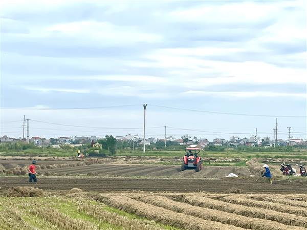 UBND xã Hợp Tiến : Đánh giá về tiến độ sản xuất vụ Đông năm 2025 - 2026