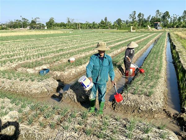 Hợp Tiến: Nông dân tích cực chăm sóc cây màu vụ Đông