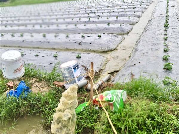 HƯỚNG DẪN NHÂN DÂN CHĂM SÓC CHO LÚA VÀ RAU MÀU SAU BÃO