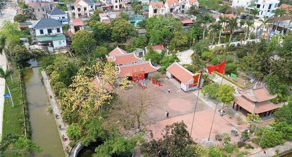 Vẻ đẹp rực rỡ của cây hoa gạo vàng tại Đền Long Động


