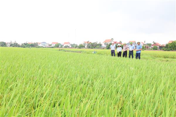 Lãnh đạo xã Hợp Tiến thăm đồng, kiểm tra sản xuất vụ Xuân năm 2026