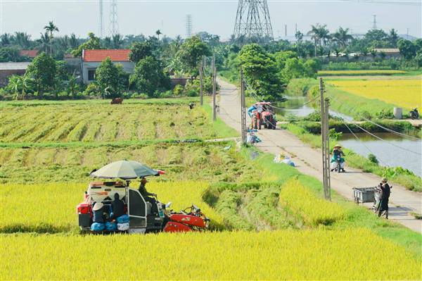 RỘN RÀNG KHÔNG KHÍ THU HOẠCH LÚA VỤ XUÂN TẠI XÃ HỢP TIẾN 