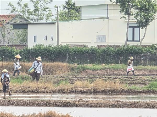 XÃ HỢP TIẾN CHỦ ĐỘNG TRIỂN KHAI ĐÁNH CHUỘT ĐỒNG LOẠT BẢO VỆ SẢN XUẤT VỤ MÙA NĂM 2026

