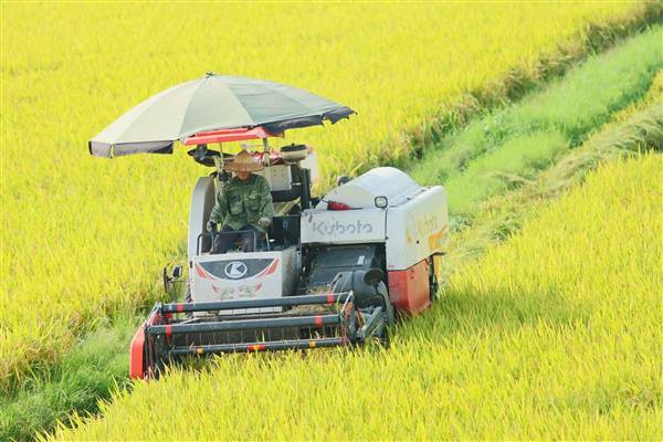 Xã Hợp Tiến tích cực thu hoạch lúa Mùa, chuẩn bị sản xuất cây màu vụ Đông
