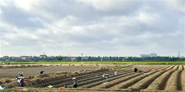 Nông dân xã Hợp Tiến tích cực gieo, trồng cây vụ đông 