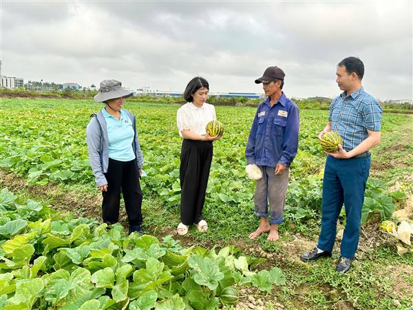 Hội Nông dân phường Hưng Đạo đồng hành cùng hội viên chuyển đổi hiệu quả cây trồng