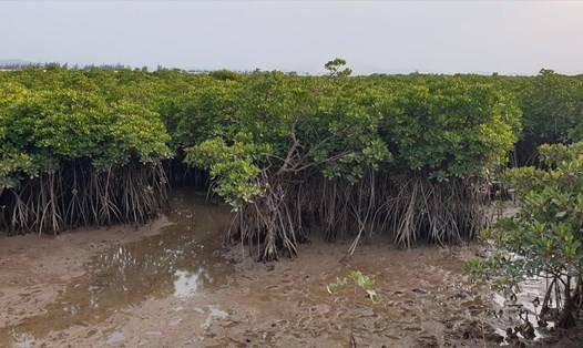 Giữ “lá chắn xanh” nơi cửa biển 