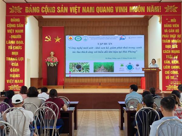 Tập huấn kỹ thuật canh tác lúa thích ứng biến đổi khí hậu tại xã Hùng Thắng