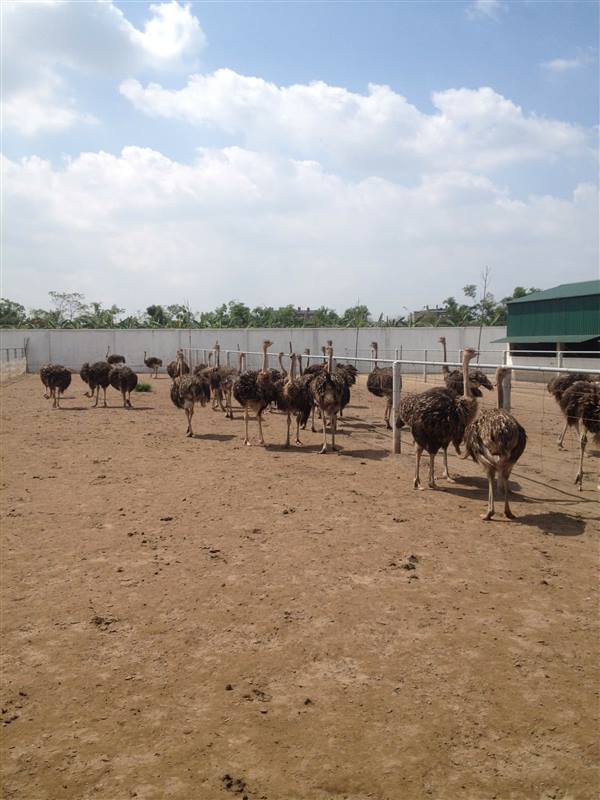 PHÁT TRIỂN MÔ HÌNH CHĂN NUÔI ĐÀ ĐIỂU TẠI TRANG TRẠI TRUNG KIÊN