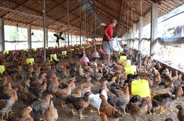 NÔNG DÂN XÃ KHÚC THỪA DỤ ĐẨY MẠNH PHÁT TRIÊN ĐÀN GIA CẦM PHỤC VỤ THỊ TRƯỜNG CẬN TẾT