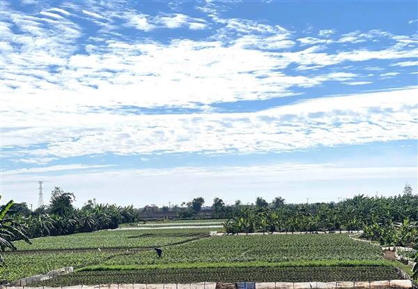 NÔNG DÂN XÃ KHÚC THỪA DỤ GIEO TRỒNG, CHĂM SÓC CÂY MÀU VỤ ĐÔNG.