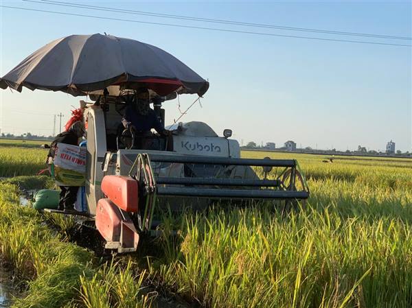 Nông dân xã Khúc Thừa Dụ phấn khởi thu hoạch lúa chiêm xuân.