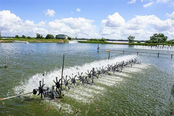 CHỦ ĐỘNG PHÒNG, CHỐNG NẮNG NÓNG CHO THUỶ SẢN NUÔI. 