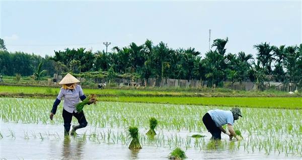 NÔNG DÂN XÃ KHÚC THỪA DỤ: KHẨN TRƯƠNG XUỐNG ĐỒNG GIEO CẤY VỤ MÙA 2026