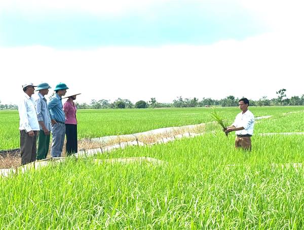 Lãnh đạo xã Khúc Thừa Dụ kiểm tra đồng ruộng, chỉ đạo tập trung phòng trừ sâu bệnh bảo vệ lúa mùa